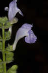 Heartleaf skullcap